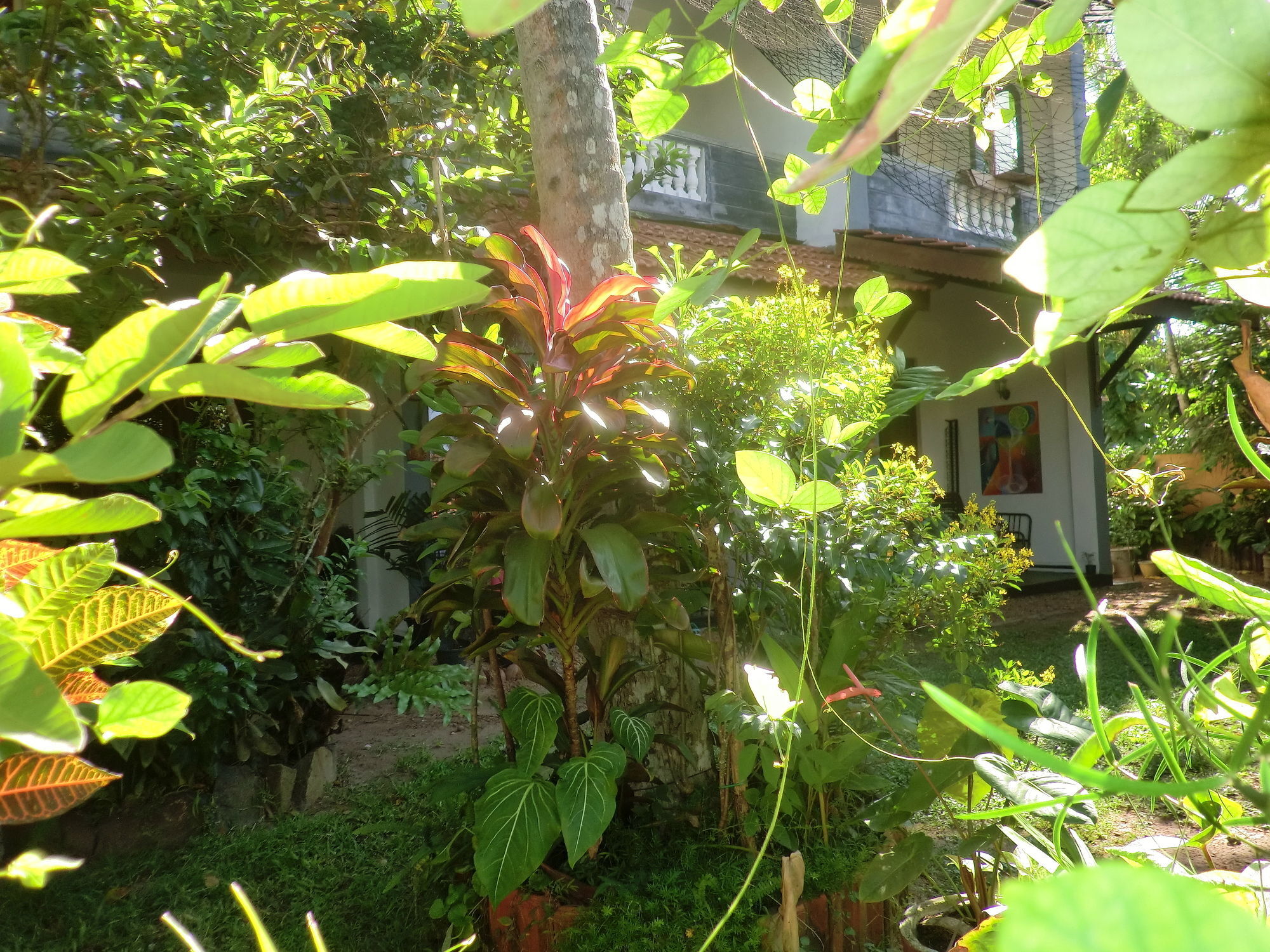 Peacock Wings Guest Hotel Мириса Екстериор снимка
